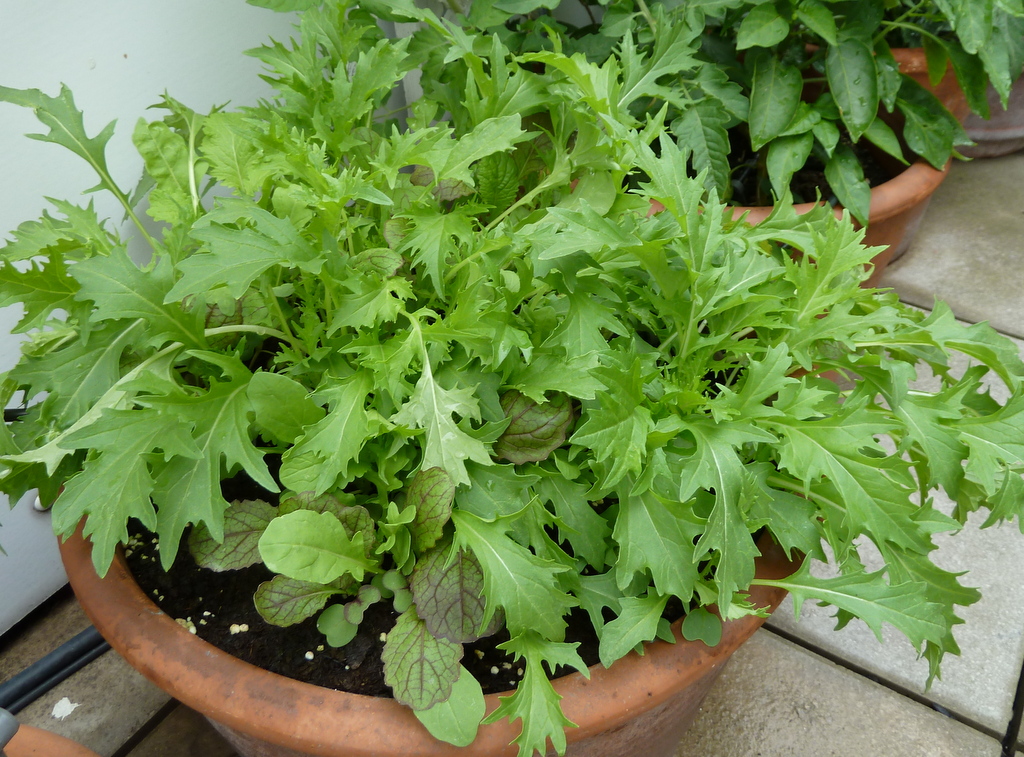 Prostmahlzeit: Pflücksalat mit gehobeltem Spargel
